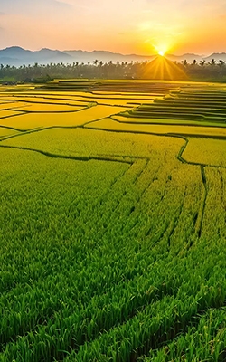 3 in 1 digital soil tester for agriculture