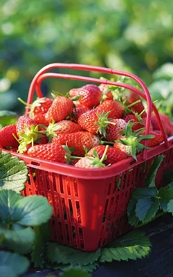 Analog fruit hardness tester for strawberry