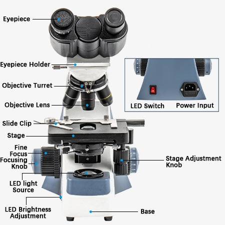 Binocular microscope structures