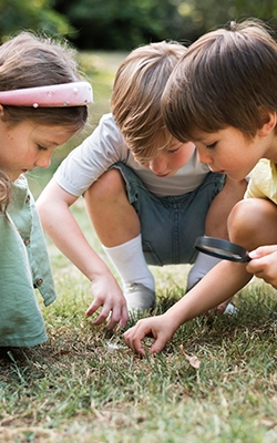 Bug viewer magnifying glass for collecting insects