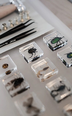 Bug viewer magnifying glass for specimen study