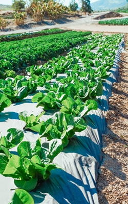 CH3SH gas sensor for food and agriculture