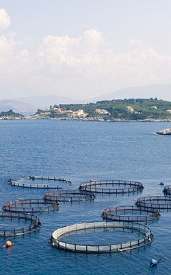 Chlorophyll-a and cyanobacteria tester for aquaculture