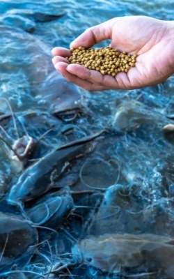 Conductivity meter for fish aquaculture