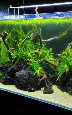 Digital aquarium thermometer aquarium