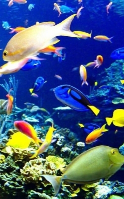 Digital aquarium thermomete marine fish