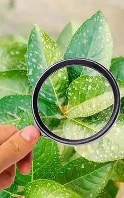 Leaf area meter for agronomy