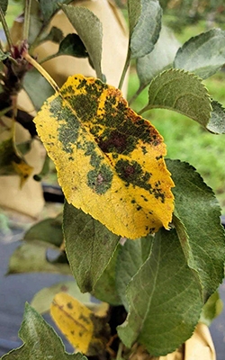 Leaf area meter for plant pathology