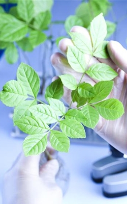 Leaf area meter for plant physiology