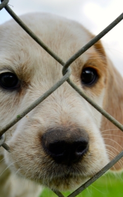 Microplate reader for animal and plant quarantine