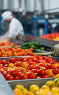 Needle detector for food processing