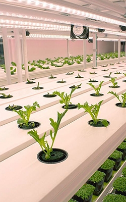 Digital pH meter for hydroponic cultivation