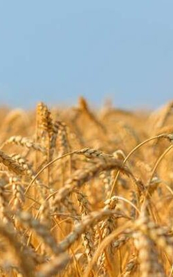 Plant photosynthesis meter for crops