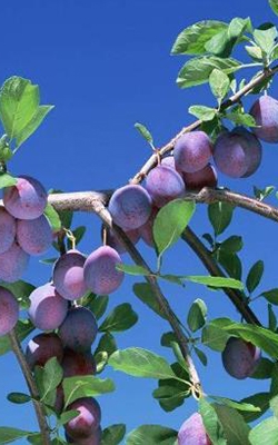 Plant photosynthesis meter for fruits