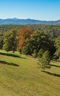 Plant photosynthesis meter for trees