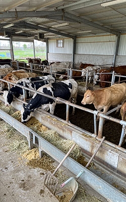 Ammonia Gas Sensor For Livestock Farming