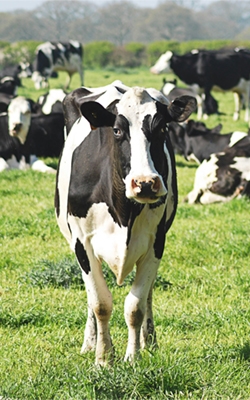 NO2 sensor for animal husbandry