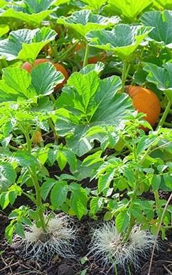 PAR Sensor For Crop Growth