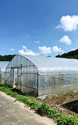 PAR Sensor For Greenhouse