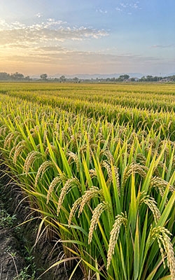 Photosynthetically Radiation Sensor Scene Crop Growth Monitoring