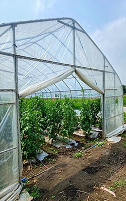 Radiation Level Sensor For Agricultural Greenhouses