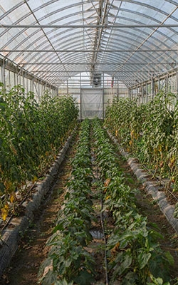 Rain And Snow Sensor For Greenhouse