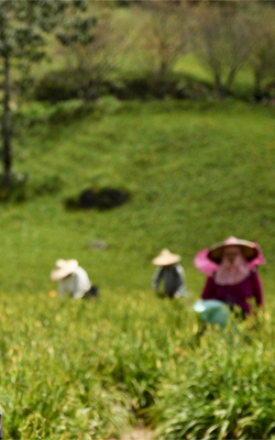 Salinometer for agriculture