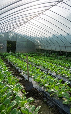 Sun Radiation Sensor For Agriculture