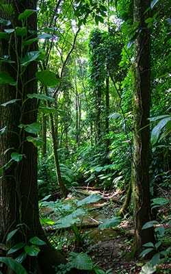 Thermal Radiation Sensor For Forestry Monitoring