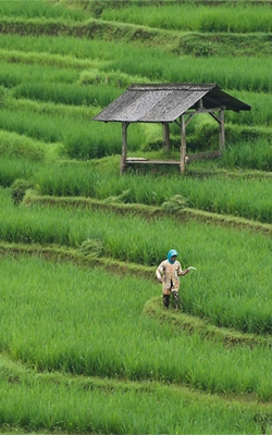 Rain gauge for agriculture and forestry