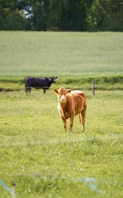 Soil conductivity meter for animal husbandry