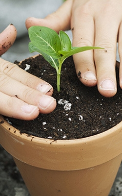 Soil moisture pH meter for potted plant