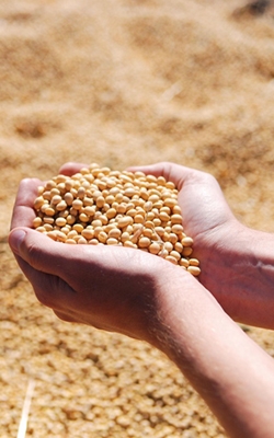 Spoon scale for soybean