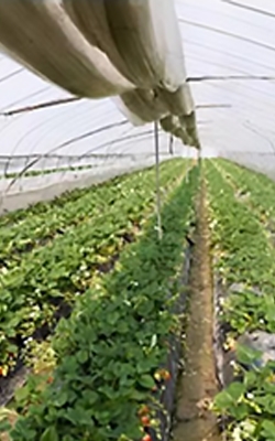 Temperature humidity data logger for greenhouse