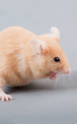 Thermal imaging camera for termites mice detection
