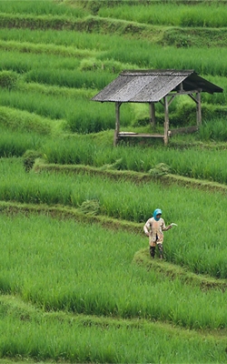 Weather station for agriculture